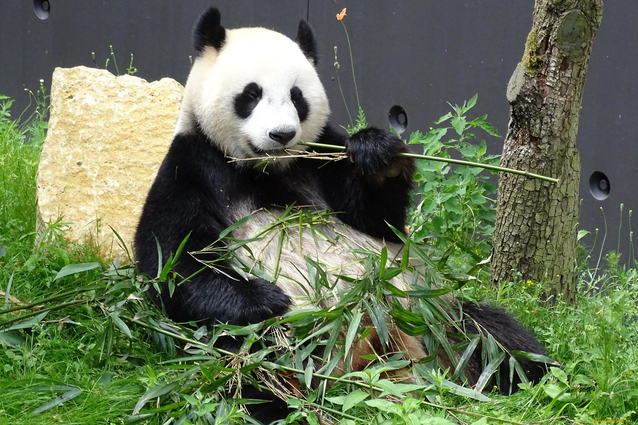 Когда вышла 1 панда. Панда жует бамбук. Панда на бамбуке. Панда Вики. Большая бамбуковая Панда.
